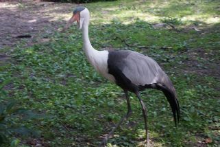 Bugeranus carunculatus - Klunkerkranich (Glockenkranich, Karunkelkranich)